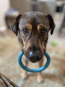 dog holding a toy looking at the camera
